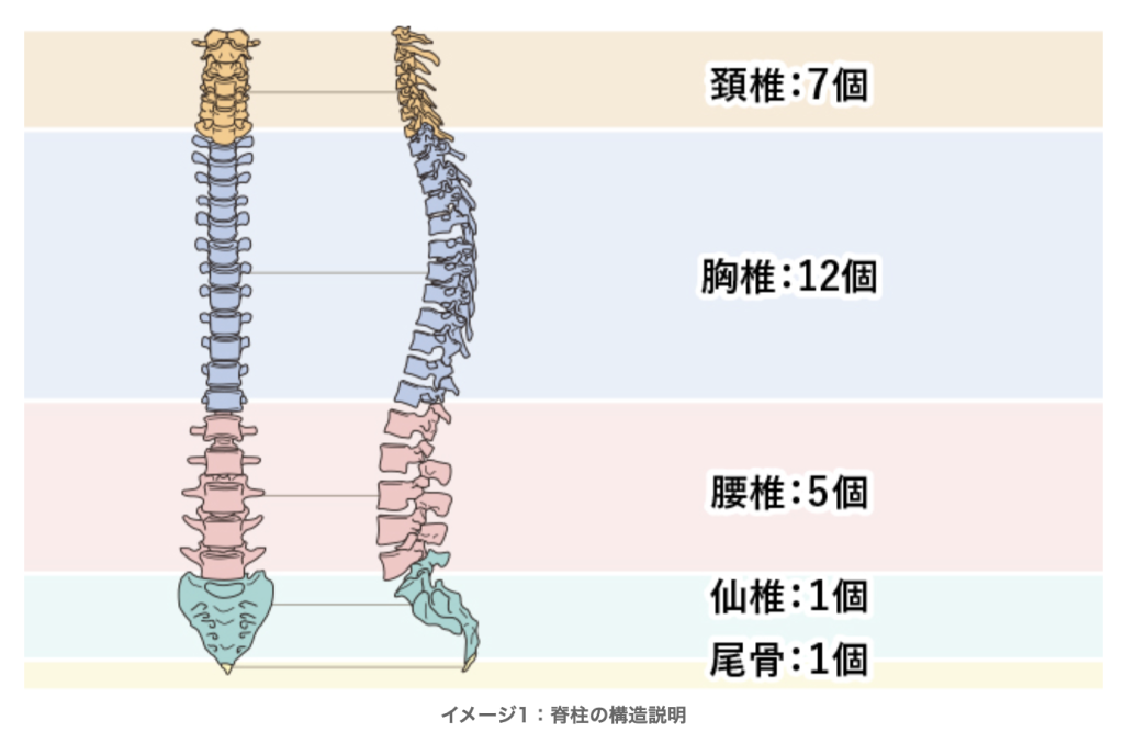 側弯症 背骨が曲がっているのを治すには からだ整骨院 からだ工房 公式サイト 佐賀県佐賀市